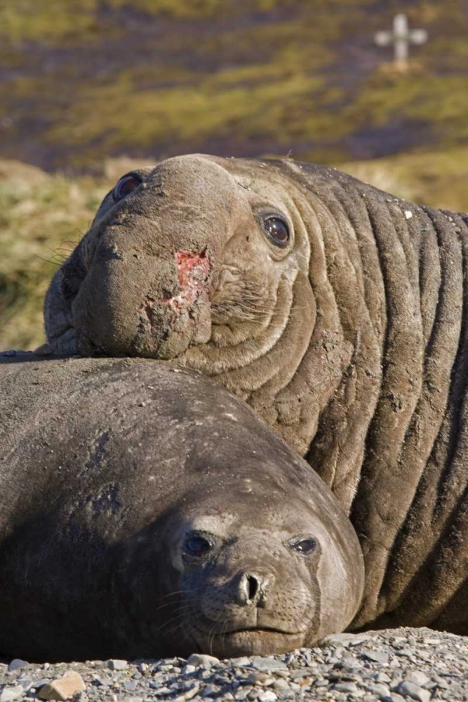 South Georgia Isl Bull elephant seal and female